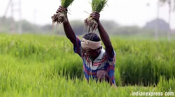 PM Kisan Update 2025 के तहत खेत में धान की रोपाई करता किसान, PM Kisan 21वीं किस्त ₹2,000 जारी होने के बाद खेती करता हुआ।